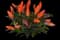 Ornamental Pepper — design image 4