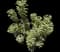 Mediterranean spurge — design image 1