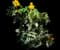 Creeping Mahonia — design image 5