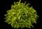 Sunjoy® Citrus Barberry — design image 1