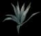 Blue American Agave Plant — design image 2
