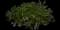 Fan Flower (Scaevola) — design image 9