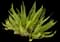Asparagus Fern Plant — design image 9