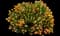 Copper Ice Plant — design image 1