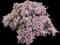 Sweet Alyssum (Lobularia) — design image 4