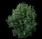 Butterfly Bush — design image 7