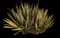 New Zealand Flax (Phormium tenax) — design image 8