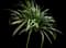 Lily Turf Grass — design image 7