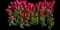 Garden Tulips — design image 9