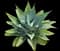 Fox Tail Agave — design image 13