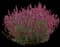 Sonoran Sunset Agastache — design image 1