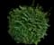 Burning Bush — design image 18