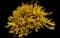 Forsythia Shrub — design image 13
