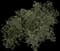 Elderberry Plants — design image 2