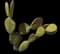 Barbary fig — design image 12