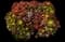 Tree Aeonium — design image 4