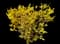Forsythia Shrub — design image 1