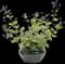 Queen of Hearts Heartleaf Brunnera — design image 3