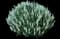 Woodland Sage — design image 3