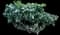 Gardenia Shrubs — design image 7
