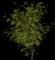 European Mountain Ash Tree — design image 1
