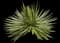 Thread-leaf Agave — design image 6