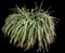 Lily Turf Grass — design image 30