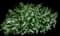 Woodland Sage — design image 7