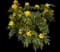Compact Oregon Grape — design image 3