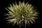 Yucca filamentosa — design image 1
