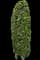 Yew Podocarpus — design image 9