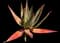 Torch Aloe — design image 9