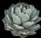 Parry's Agave — design image 11