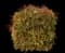 Nandina — design image 1