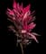 'Red Sister' Cabbage Palm — design image 10