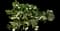 Helleborus — design image 1