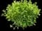 Pittosporum Beach Ball™ — design image 1