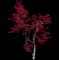Emperor I® Japanese Maple Tree — design image 14