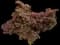 Crimson Fire™ Loropetalum — design image 5