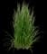 Karl Foerster Grass — design image 2