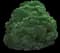 Cryptomeria 'Globosa Nana' Shrub — design image 2