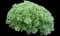 Fringed Sagebrush Wormwood — design image 6