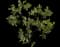 Manzanita Bush — design image 1