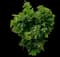 Shirazz Japanese Maple — design image 1