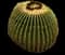 Golden Barrel Cactus — design image 10