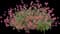 Truffula™ Pink Globe Amaranth — design image 1