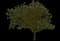 American Planetree — design image 1
