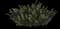 Angelflare black snapdragon — design image 1
