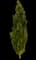 Beacon® Swamp White Oak Tree — design image 1