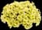 Petunia — design image 4